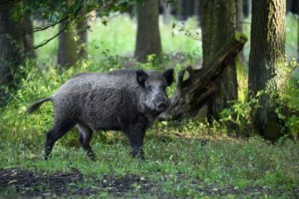 Upozornění - naháňka